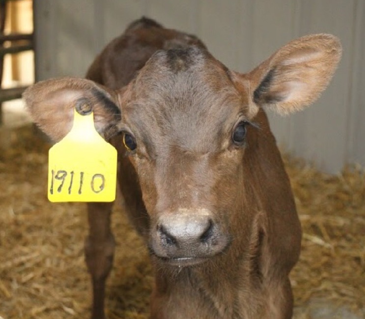 My first bottle calf!