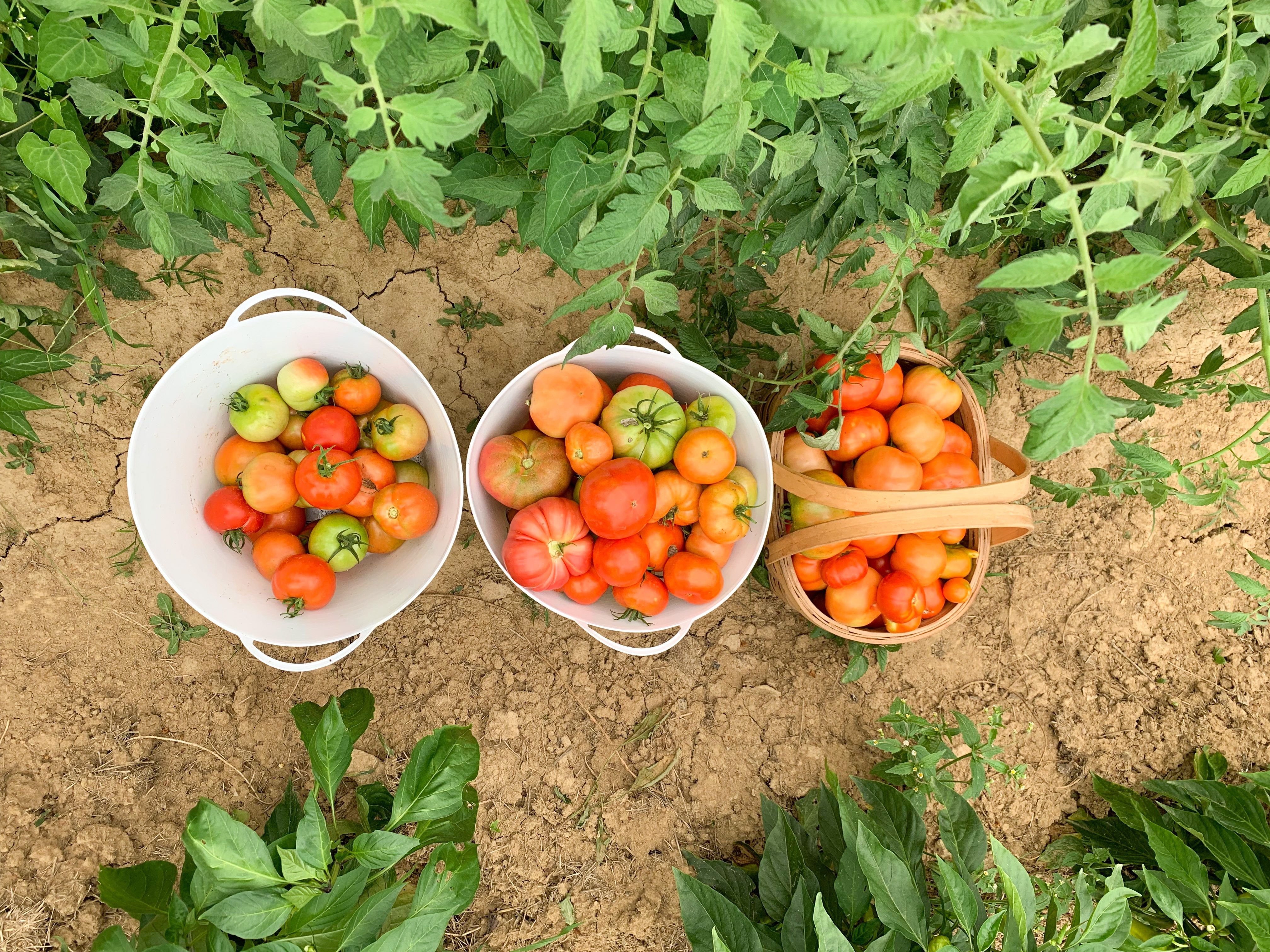 How to Start a Garden (beginner friendly)